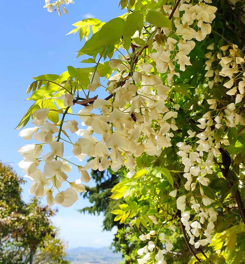 il glicine bianco, candido e odoroso